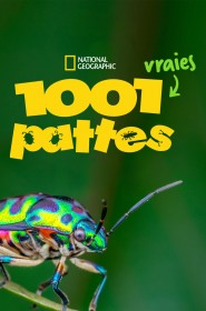 1001 vraies pattes série en streaming